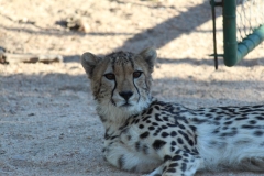 Endangered-022