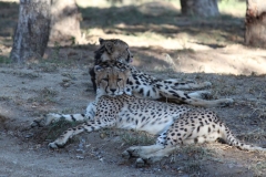 Endangered-023