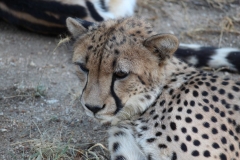 Endangered-024