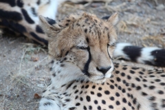 Endangered-025
