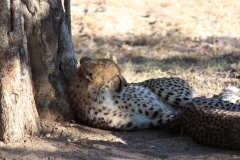 Endangered-026