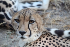 Endangered-027