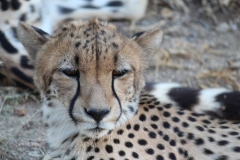 Endangered-028