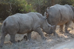 Endangered-029