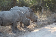 Endangered-030
