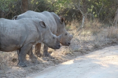 Endangered-031