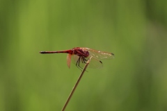 Botanic-012