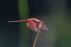 Botanic-013