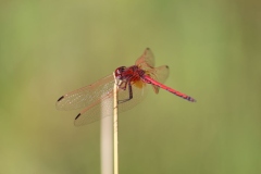 Botanic-014