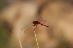 Botanic-015