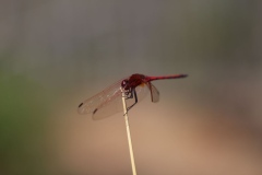Botanic-016