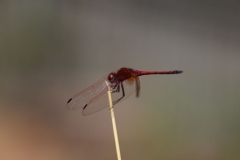 Botanic-017