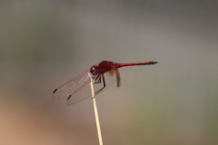 Botanic-018