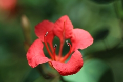 Botanic-021