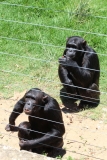 8. Chimp Eden