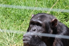 Chimp-002