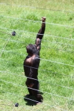 Chimp-003