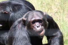 Chimp-005