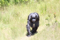 Chimp-007