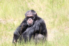 Chimp-008