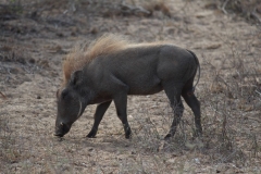 Kruger-2-002