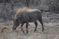 9. Kruger Day 2
