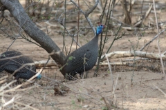 Kruger-2-004
