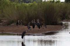 Kruger-2-006