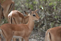 Kruger-2-007