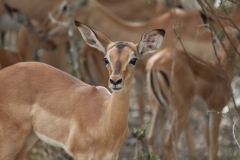 Kruger-2-008