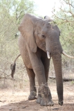 Kruger-2-009