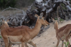 Kruger-2-011