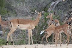 Kruger-2-012