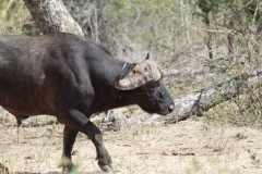 Kruger-2-014