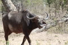 Kruger-2-015