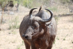 Kruger-2-016