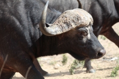 Kruger-2-017