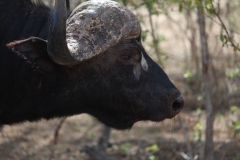 Kruger-2-018