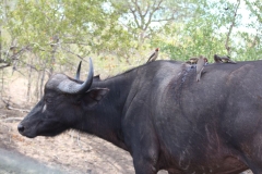 Kruger-2-019