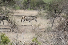 Kruger-2-020