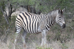 Kruger-2-025