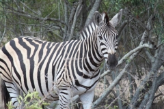 Kruger-2-027