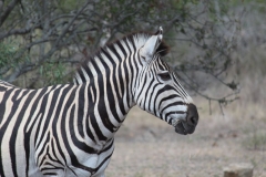 Kruger-2-028