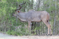 Kruger-2-030