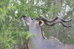 Kruger-2-031