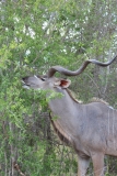 Kruger-2-032