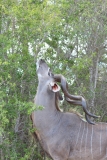 Kruger-2-033