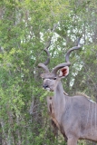 Kruger-2-034