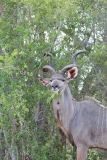 Kruger-2-035