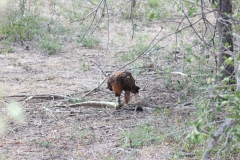 Kruger-2-036